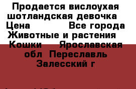 Продается вислоухая шотландская девочка › Цена ­ 8 500 - Все города Животные и растения » Кошки   . Ярославская обл.,Переславль-Залесский г.